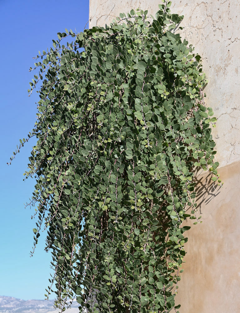 Image of Capparis spinosa specimen.