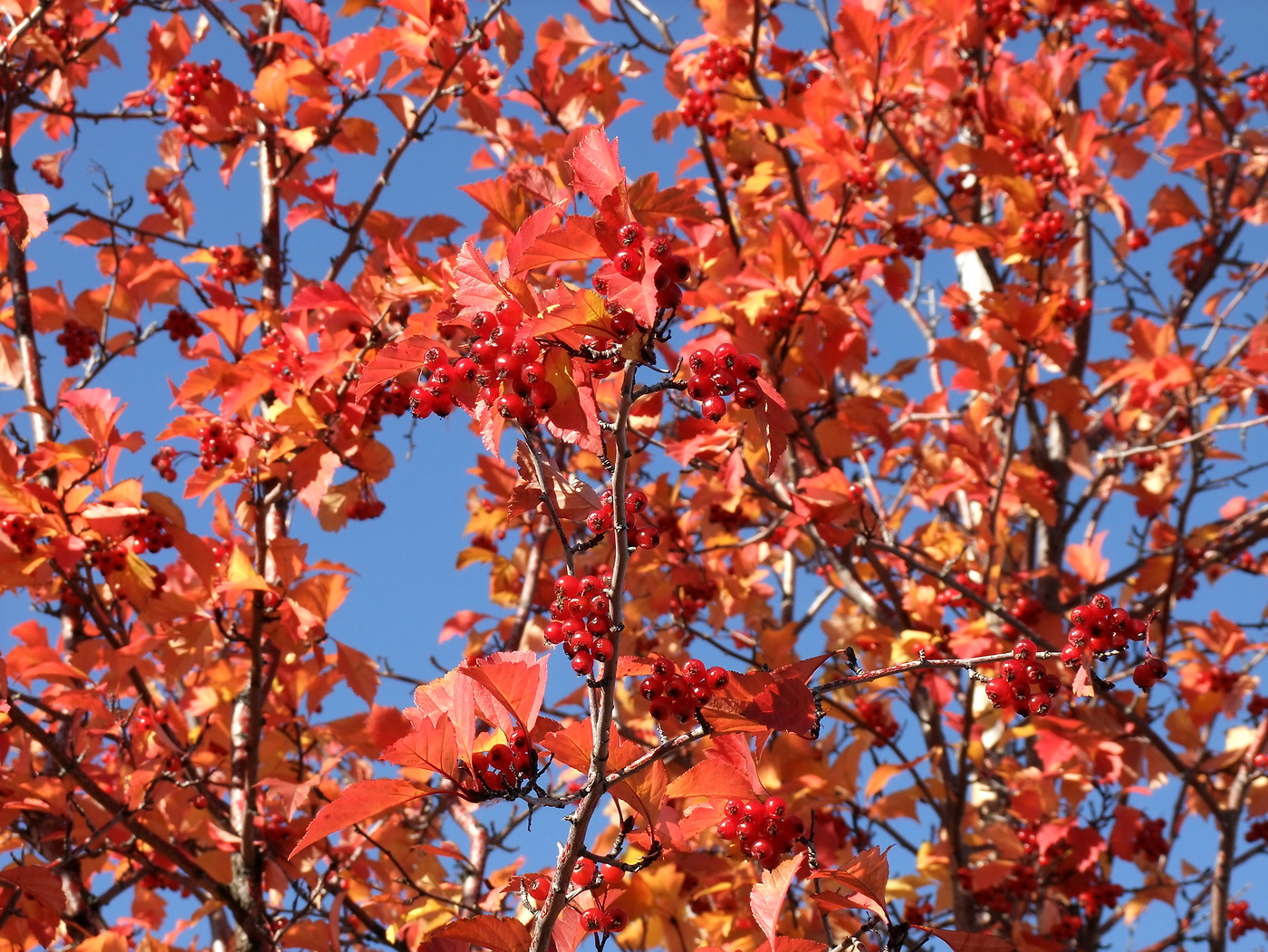 Image of Crataegus dahurica specimen.