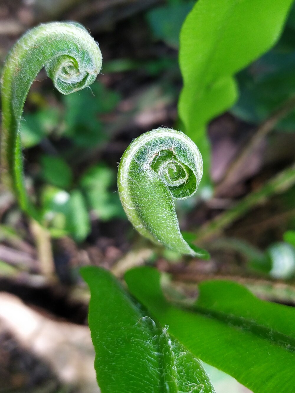 Изображение особи Phyllitis scolopendrium.