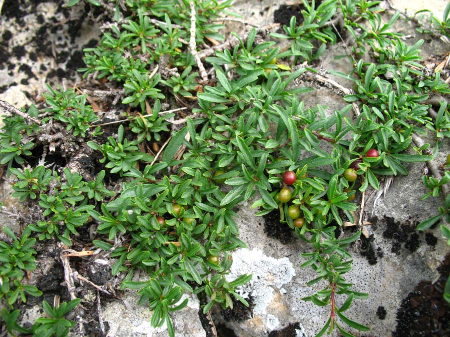 Изображение особи Rhamnus tortuosa.