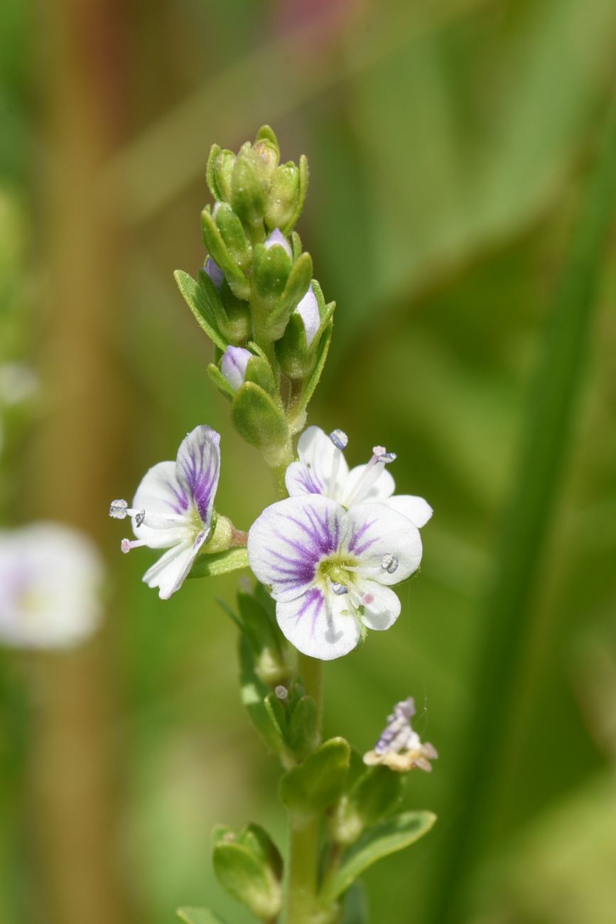 Изображение особи Veronica serpyllifolia.