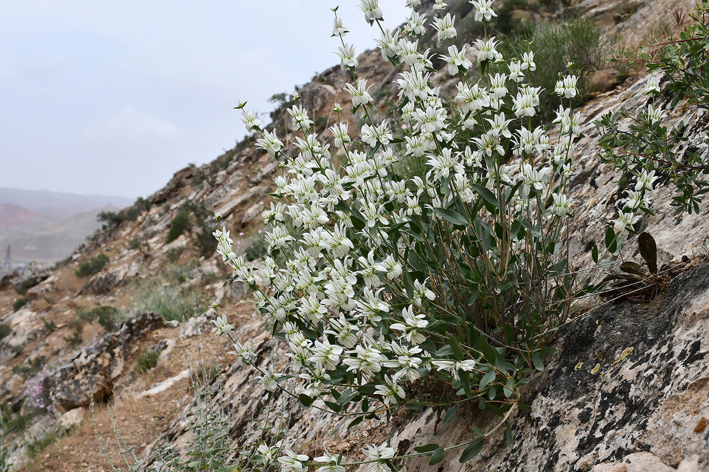 Image of Otostegia glabricalyx specimen.