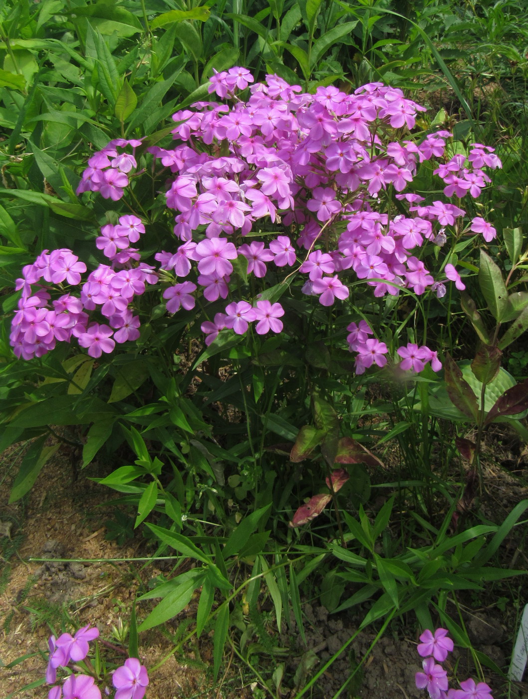 Image of Phlox glaberrima specimen.