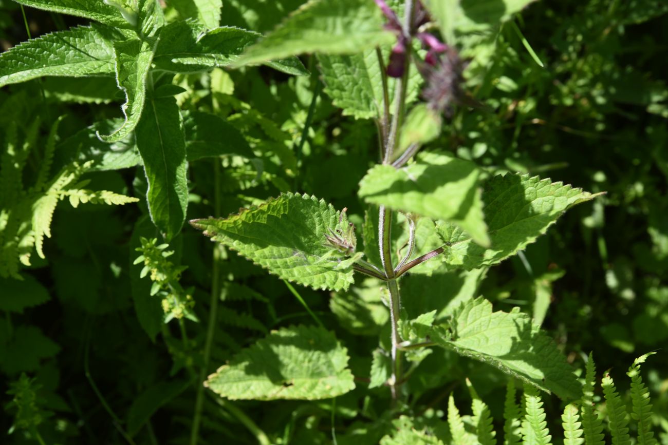 Изображение особи Stachys sylvatica.