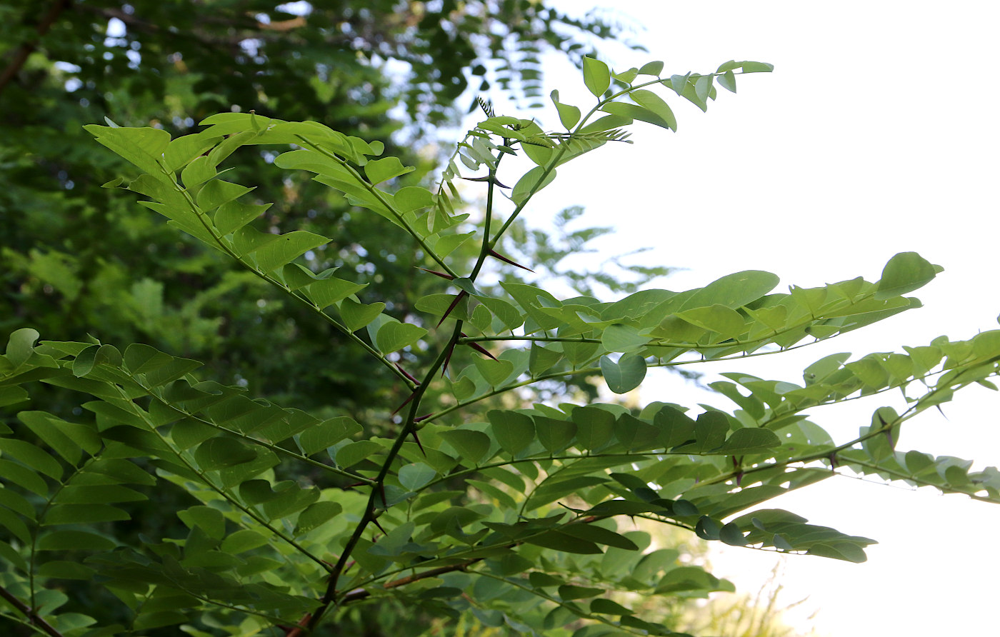 Изображение особи Robinia pseudoacacia.