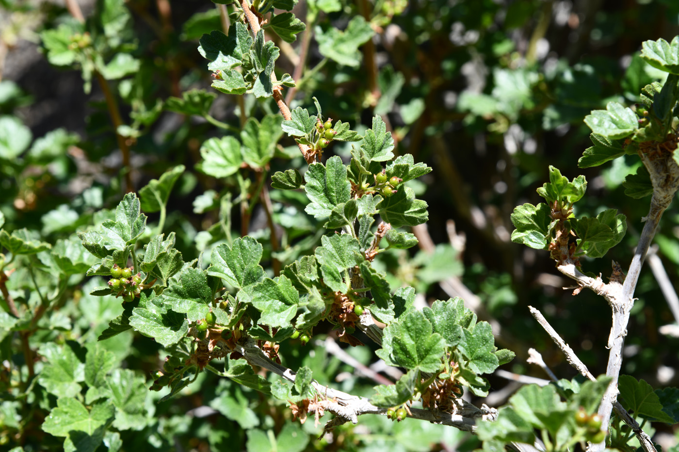 Image of Ribes villosum specimen.