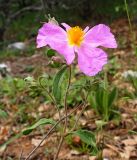 Cistus tauricus. Верхушка цветущего растения. Крым, окр. Ялты, обочина дороги к Массандровскому дворцу. 28.05.2023.