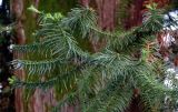 Cunninghamia lanceolata. Верхушка ветви. Грузия, Аджария, Батумский ботанический сад, в культуре. 16.06.2023.