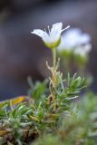 Minuartia imbricata