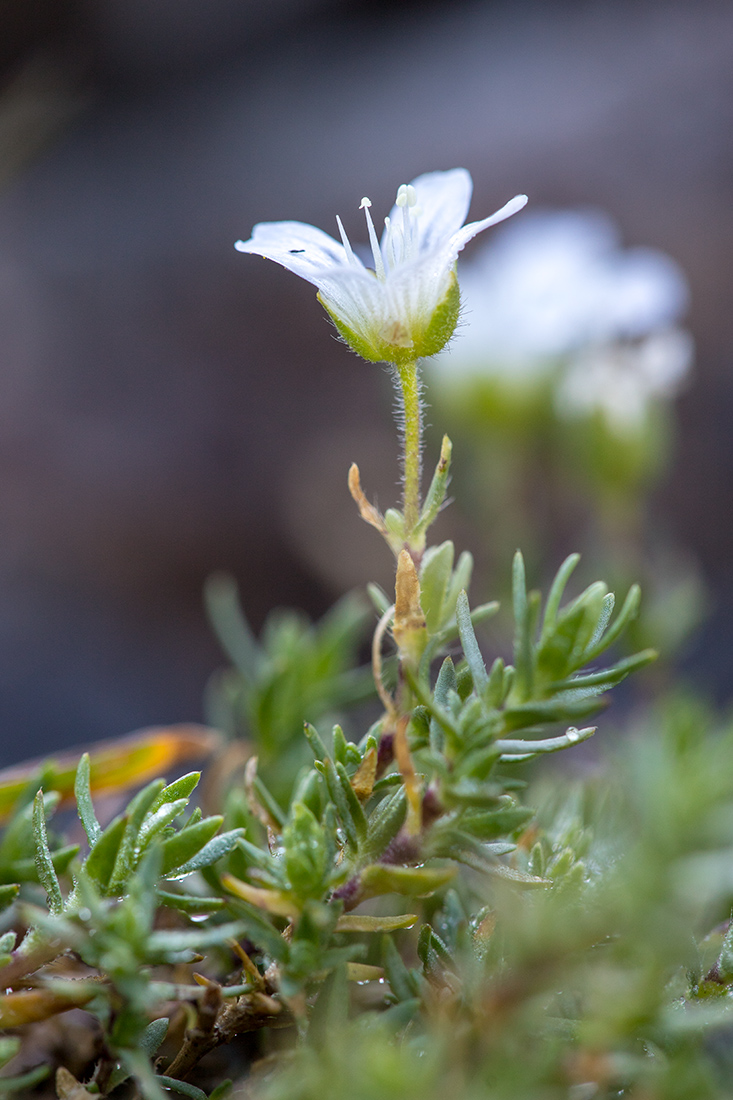 Изображение особи Minuartia imbricata.