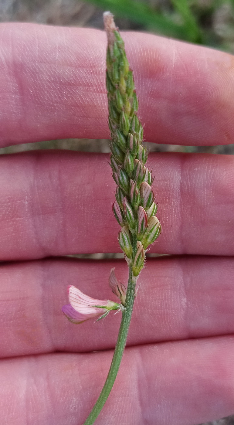 Image of genus Onobrychis specimen.