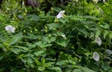 Calystegia silvatica. Побеги с цветками и бутонами на ветвях Rhododendron. Грузия, Имеретия, каньон Окаце, широколиственный лес. 15.06.2023.