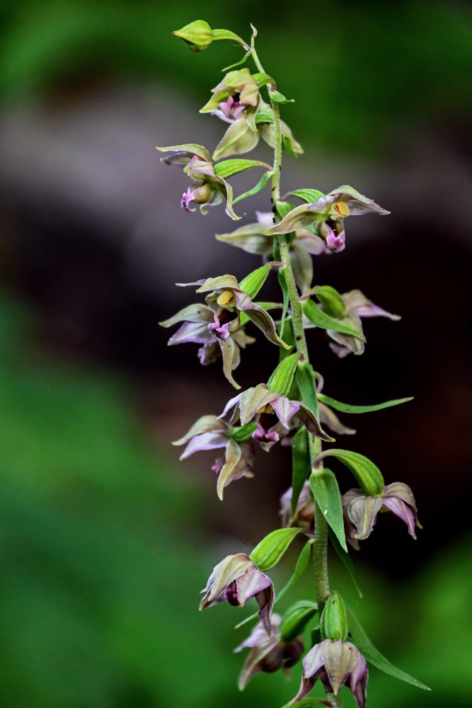 Изображение особи Epipactis helleborine.