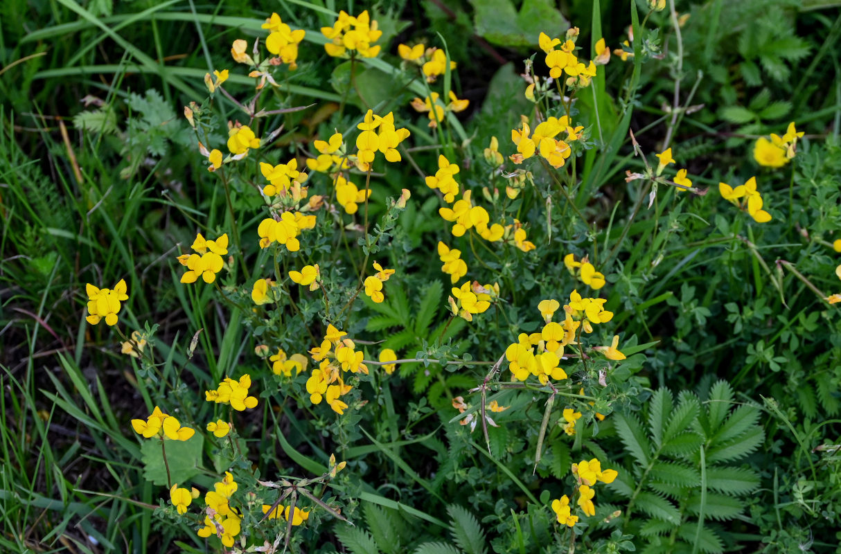 Изображение особи Lotus corniculatus.