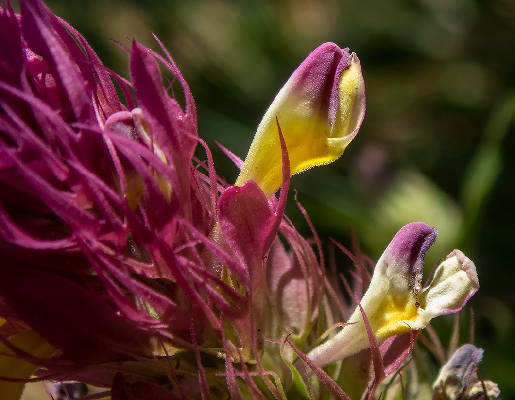 Image of Melampyrum arvense specimen.