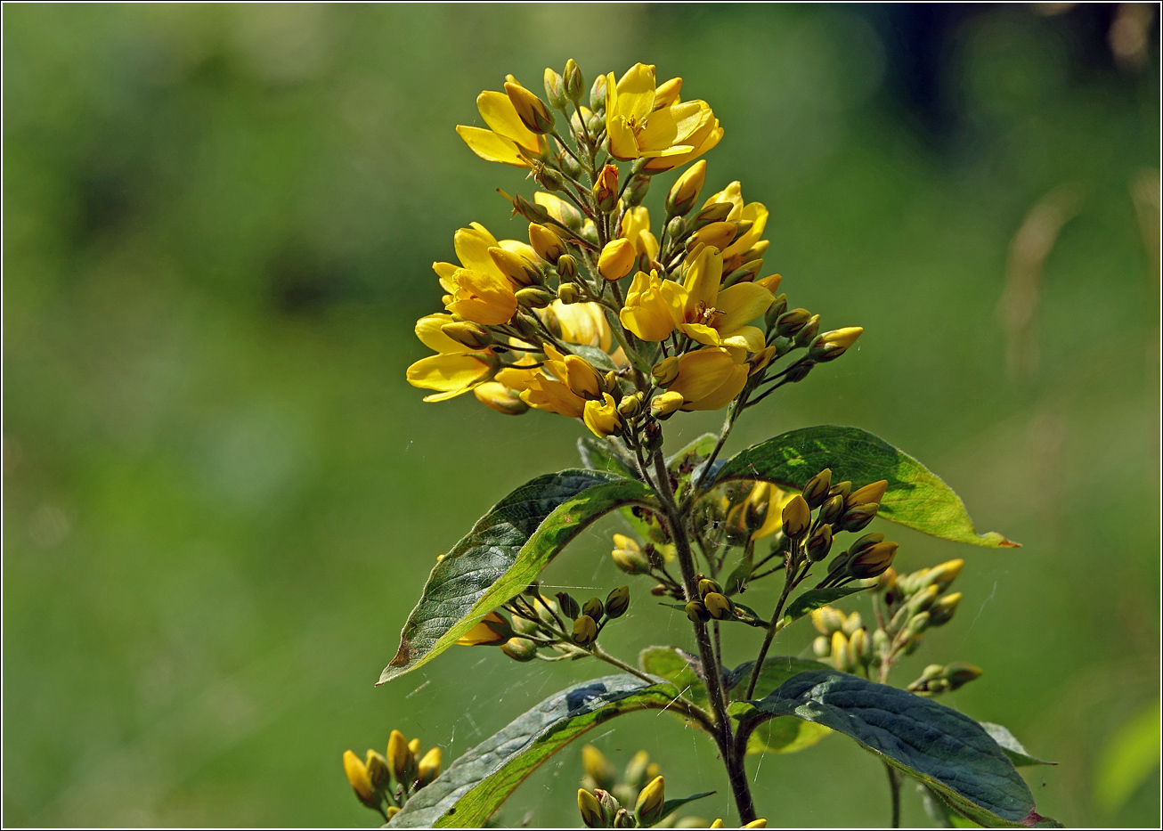 Image of Lysimachia vulgaris specimen.