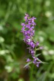 Dactylorhiza urvilleana. Цветки. Чечня, Шаройский р-н, окр. урочища Старый дом Мухтара, берег правого притока р. Цесиахк чуть выше устья этого притока, лиственный лес. 27 июня 2024 г.