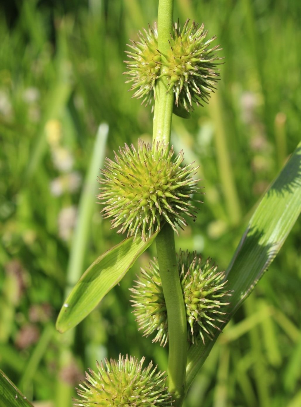 Image of Sparganium emersum specimen.