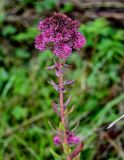 Hylotelephium triphyllum. Верхушка побега с соцветием. Московская обл., Волоколамский гор. округ, дол. р. Каменка, опушка смешанного леса. 17.08.2024.