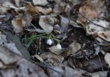 genus Galanthus. Цветущее растение. Грузия, край Самцхе-Джавахети, Боржомский муниципалитет, лесистый склон (дуб, граб, ель восточная) c храмом Мариам Цминда, выс. 1030 м н.у.м., ок. родника. 2 февраля 2025 г.