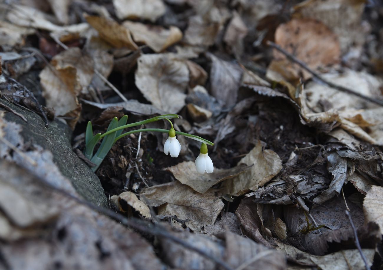 Изображение особи Galanthus alpinus.