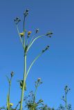 Sonchus arvensis