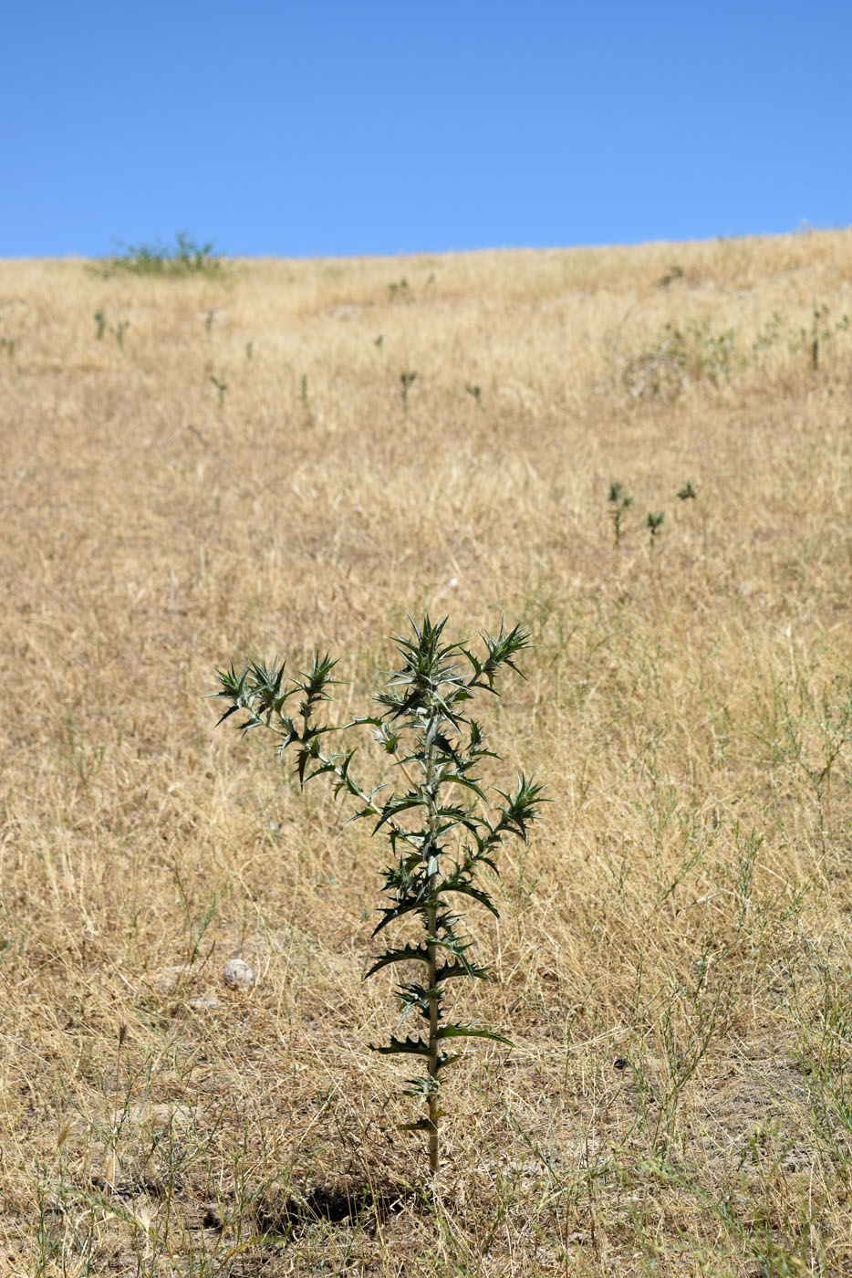 Image of Carthamus &times; turkestanicus specimen.