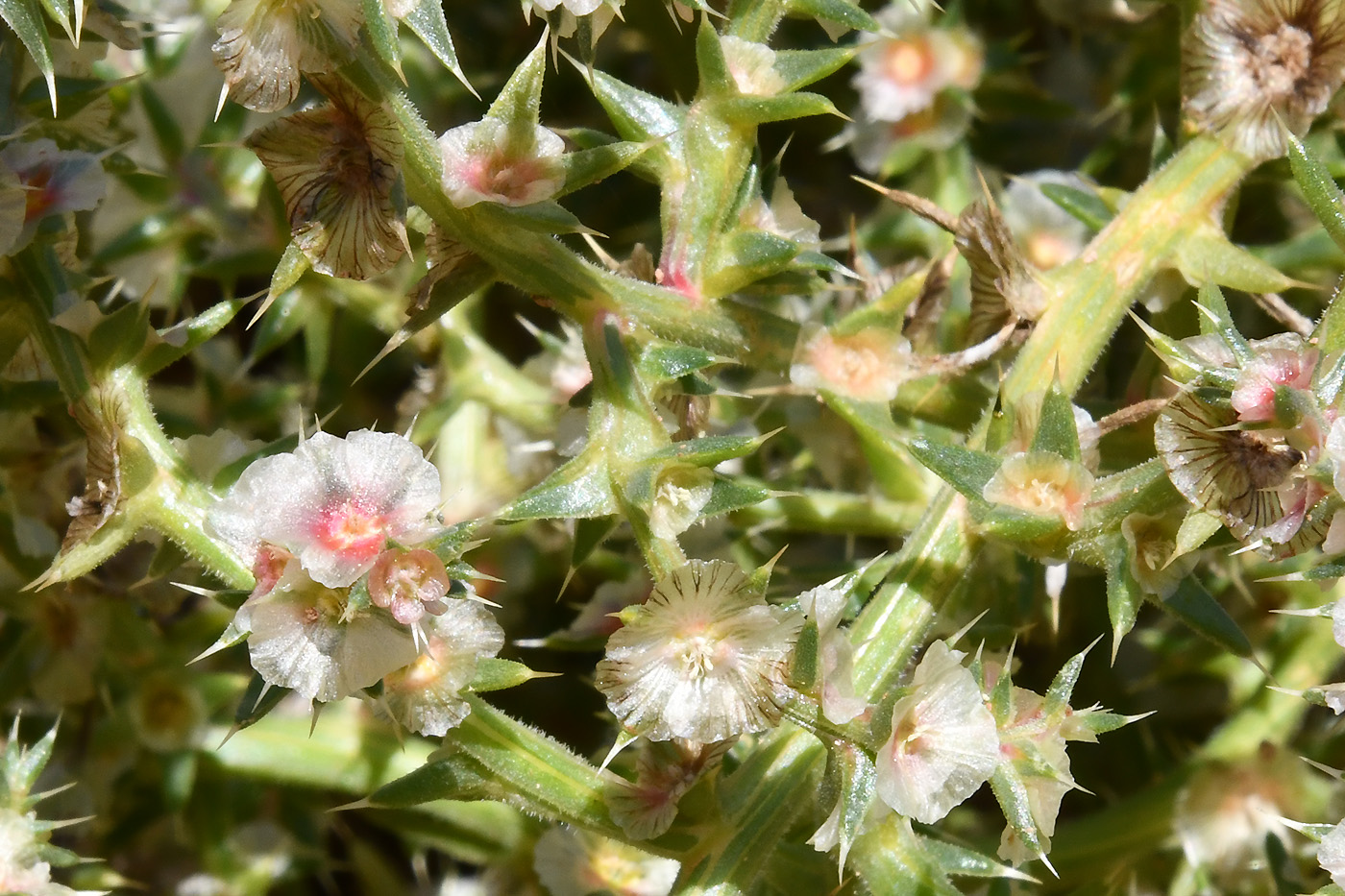 Изображение особи Salsola tragus.