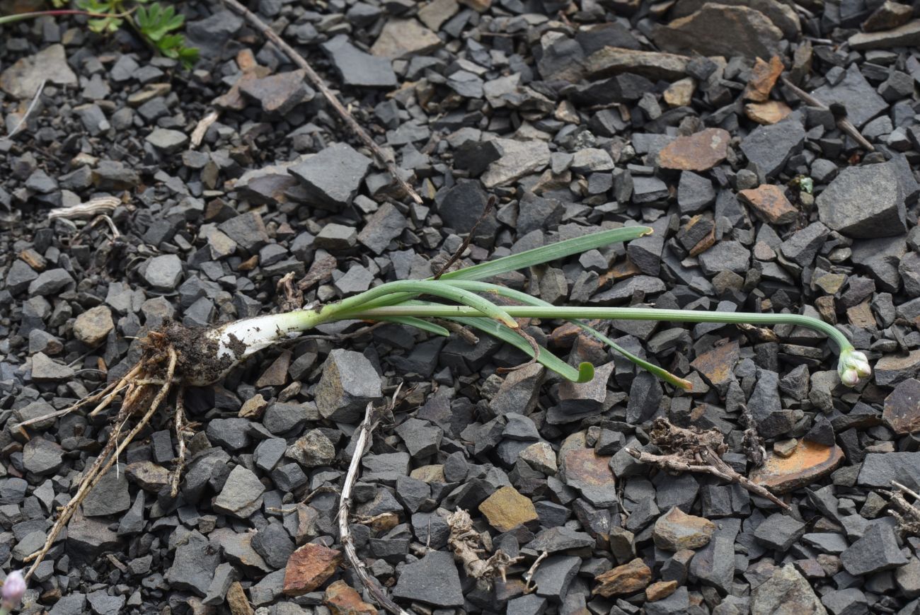 Image of Allium denudatum specimen.
