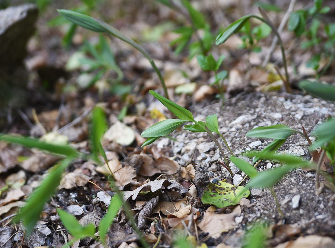 Изображение особи род Polygonatum.