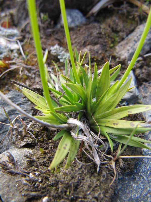 Изображение особи Tofieldia pusilla.