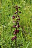 View full-size image Epipactis atrorubens