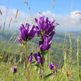 Смотреть изображение Campanula glomerata