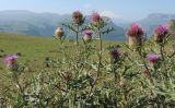 Смотреть изображение Cirsium pugnax