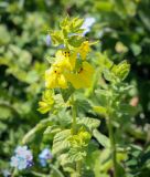 Смотреть изображение Rhynchocorys elephas