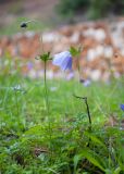 View full-size image Anemone coronaria