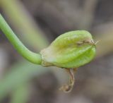 genus Ornithogalum