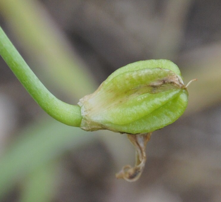 Изображение особи род Ornithogalum.