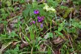 View full-size image Lathyrus vernus