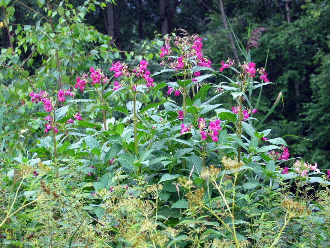 Image of Impatiens glandulifera specimen.