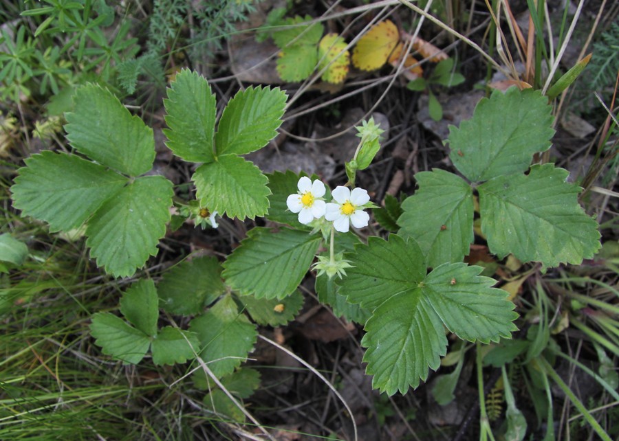 Изображение особи Fragaria vesca.