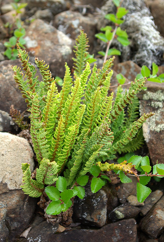 Image of Dryopteris fragrans specimen.