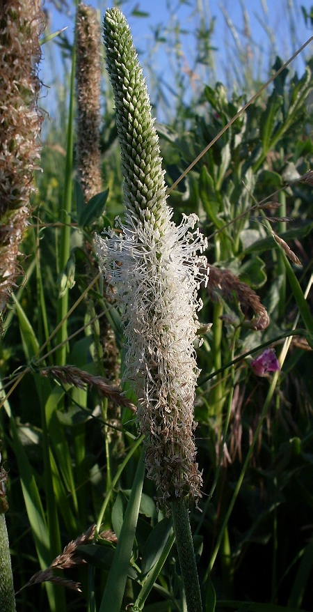 Изображение особи Plantago urvillei.