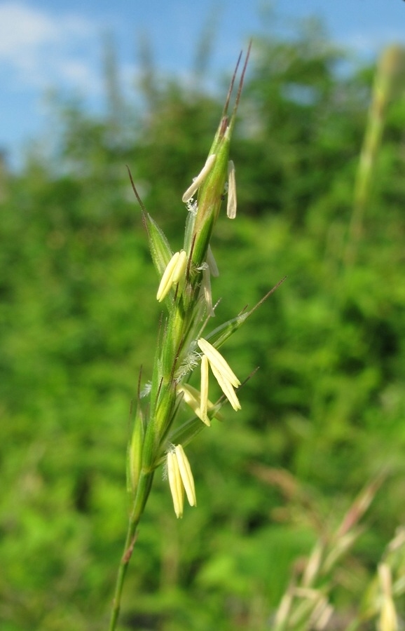 Image of Elytrigia repens specimen.