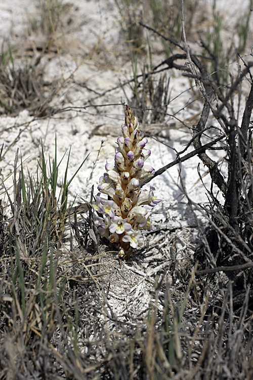 Image of Cistanche salsa specimen.