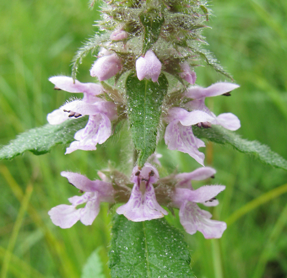 Изображение особи Stachys aspera.