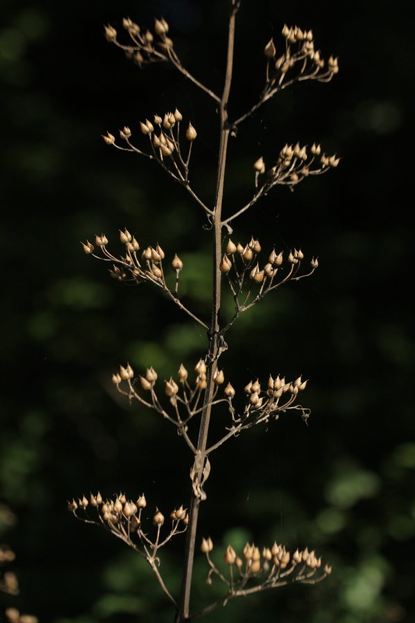 Изображение особи Scrophularia nodosa.