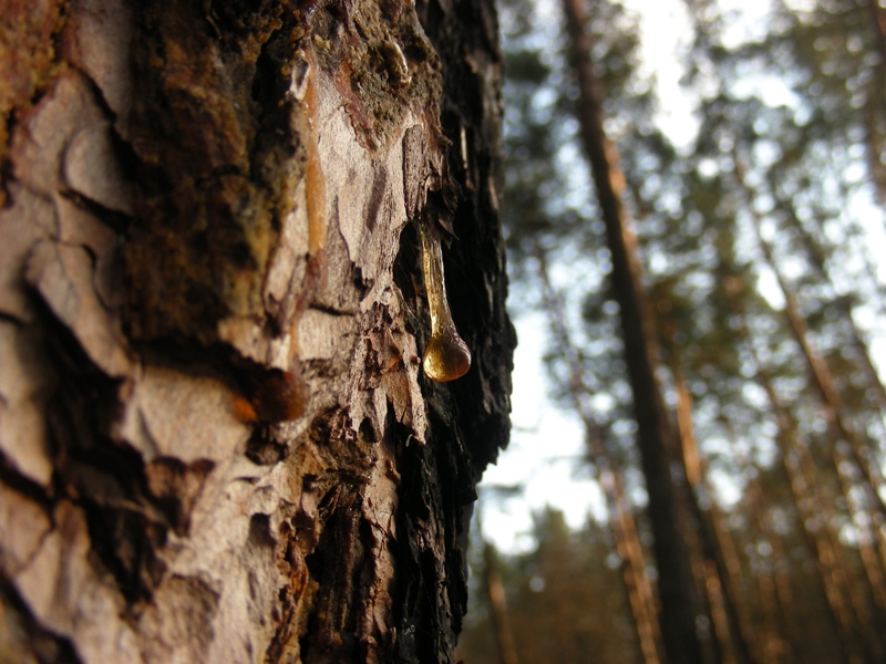 Изображение особи Pinus sylvestris.