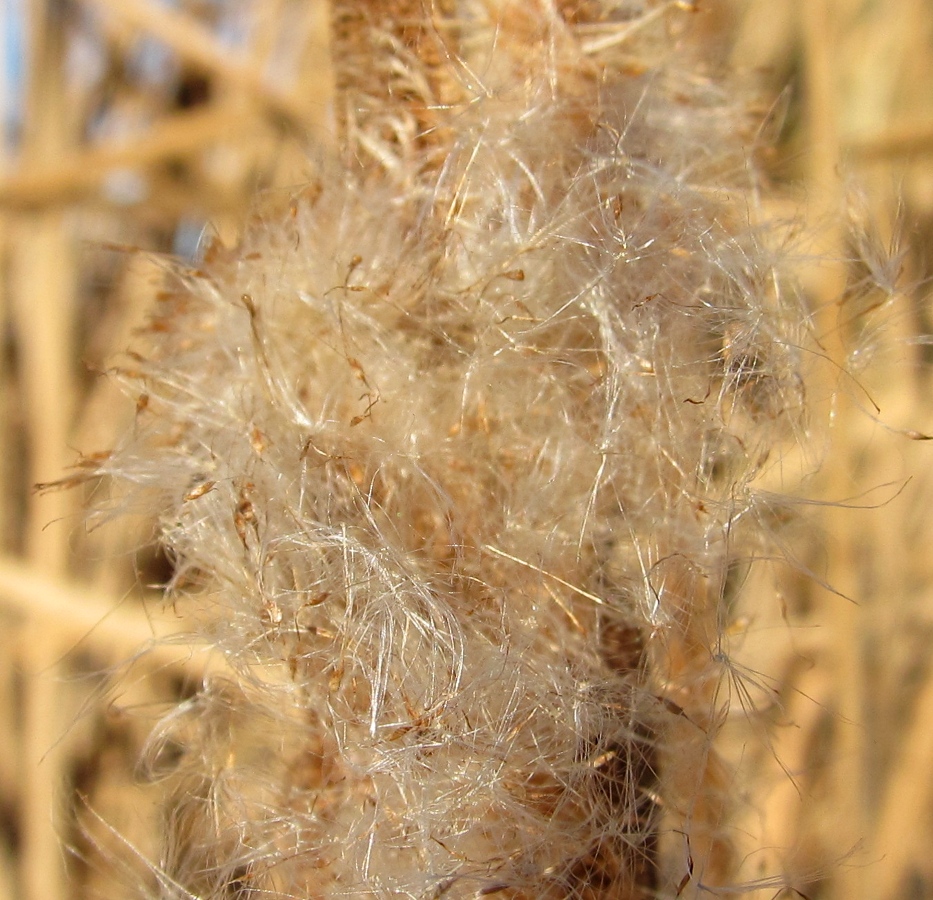 Image of Typha angustifolia specimen.