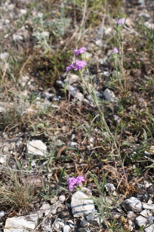 Image of Dianthus pseudarmeria specimen.